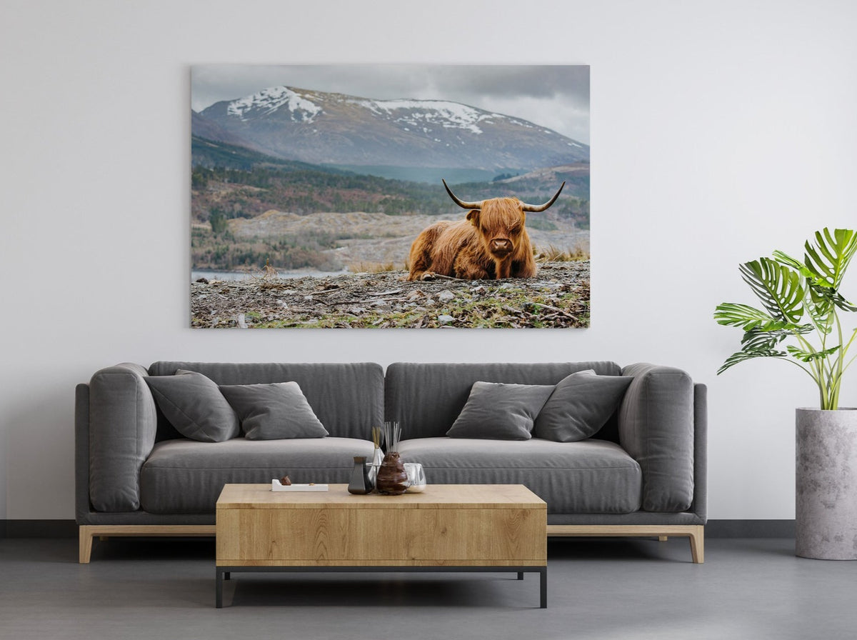 Highland Cow Canvas Print - Highland Cattle Canvas Art Prints Canada ...