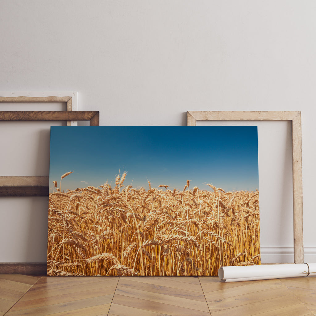 Wheat Field Print | Canvas wall art print by Wall Nostalgia. FREE SHIPPING on all orders. Custom Canvas Prints, Made in Calgary, Canada | Large canvas prints, framed canvas prints, Wheatfield Print | Wheat print, Wheat field canvas, Wheat field print, Prairie wall art, Farm prints, Farm canvas art, Prairie print canvas