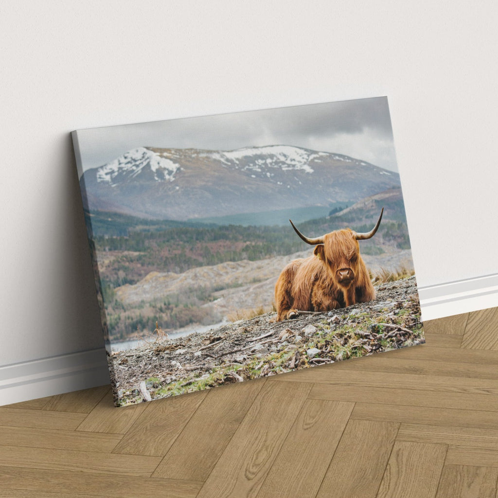 Highland Cow Print | Canvas wall art print by Wall Nostalgia. FREE SHIPPING on all orders. Custom Canvas Prints, Made in Calgary, Canada | Large canvas prints, framed canvas prints, Highland Cow Canvas Print | Canvas wall art, Highland Cattle Art, Highland Cow Canvas, Highland Cow Art Print, Highland Cow Wall Art Print